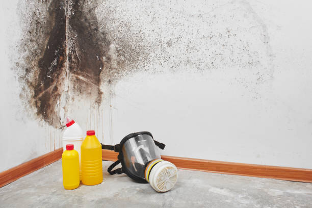 Best Best Mold Removal Companies  in Albion, PA
