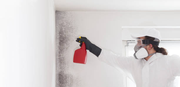 Best Same-Day Mold Removal  in Albion, PA