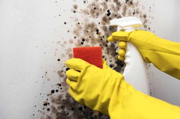Best Black Mold Removal  in Albion, PA