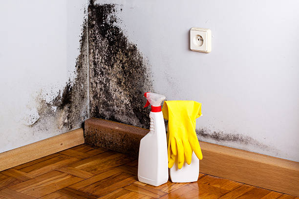 Mold Removal and Inspection in Albion, PA