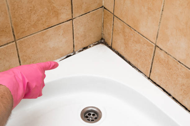 Mold Removal Process in Albion, PA