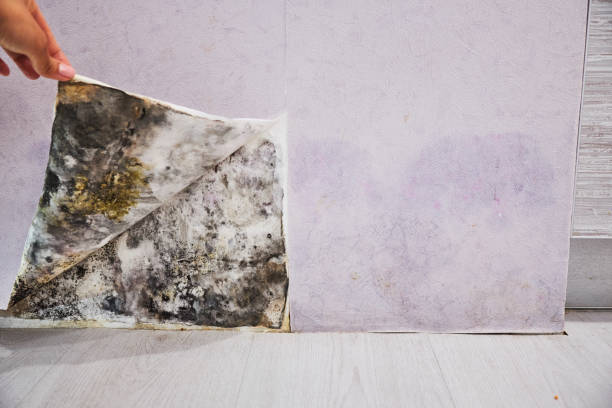 Best Emergency Mold Removal  in Albion, PA